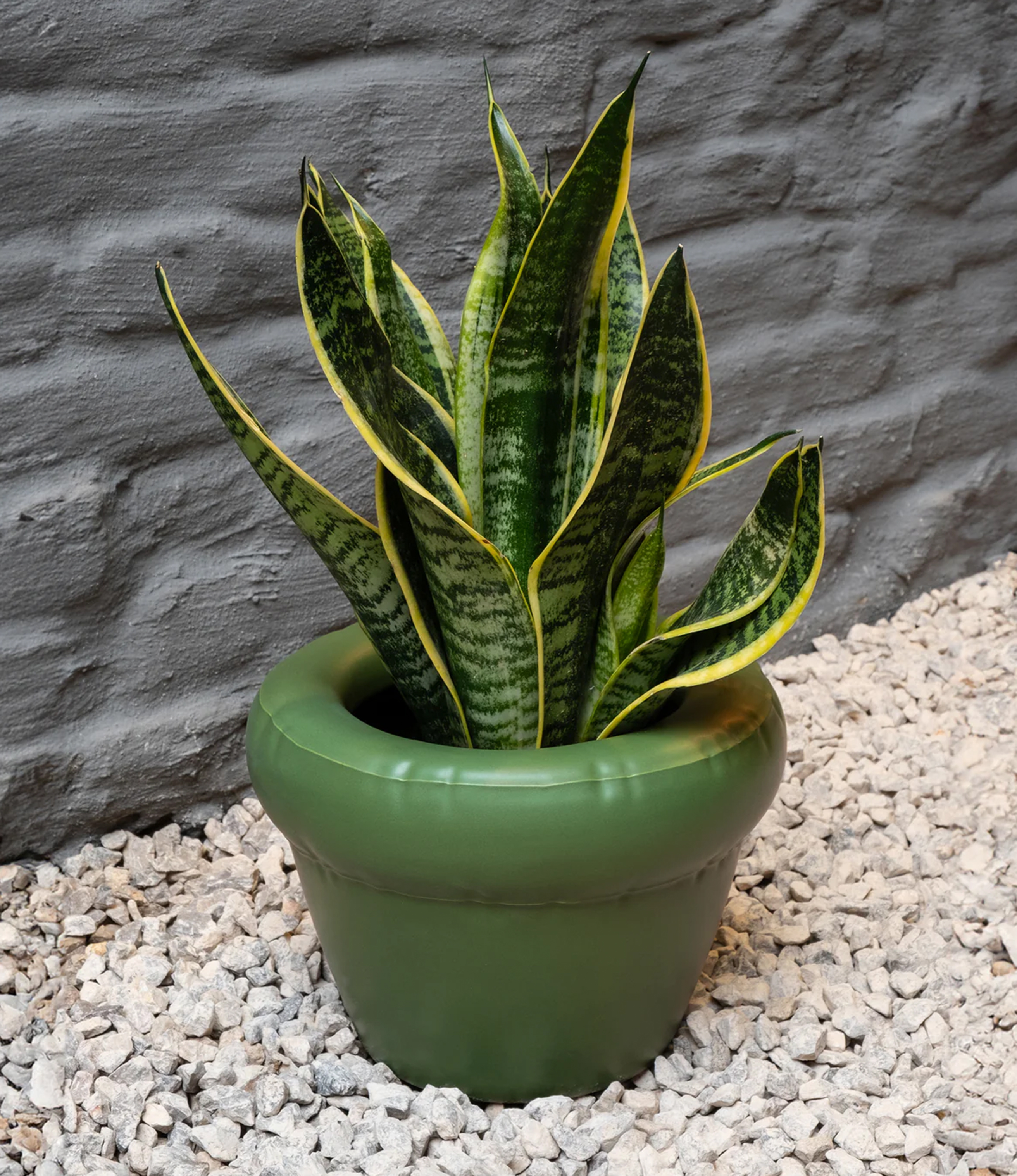 Planter Pierre Moss from Home Studyo is a large plant pot. In this picture the product is in use with a large dracaena trifasciata.