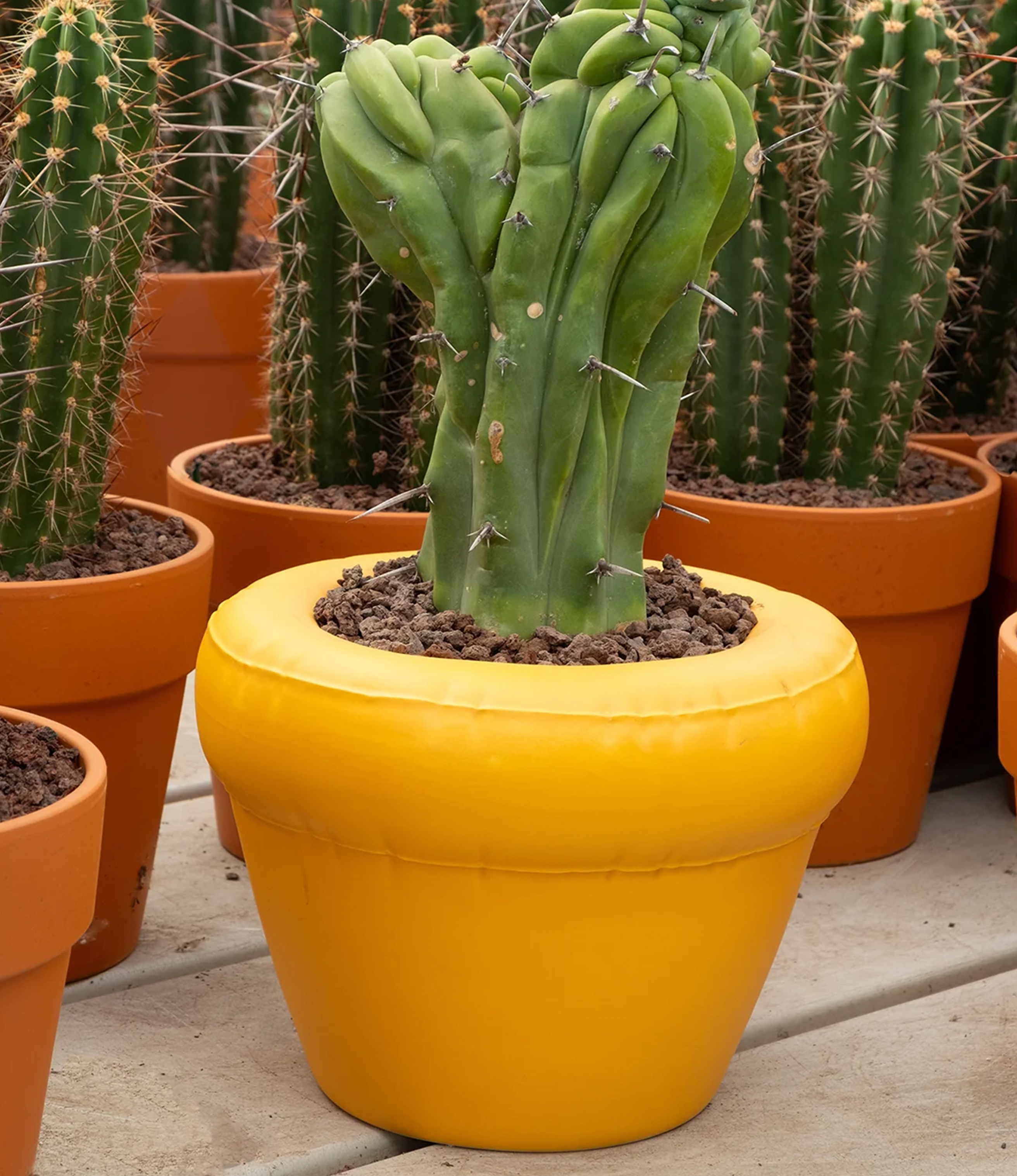 Planter Pierre Yolk in situation. The product is used with a large cactus.