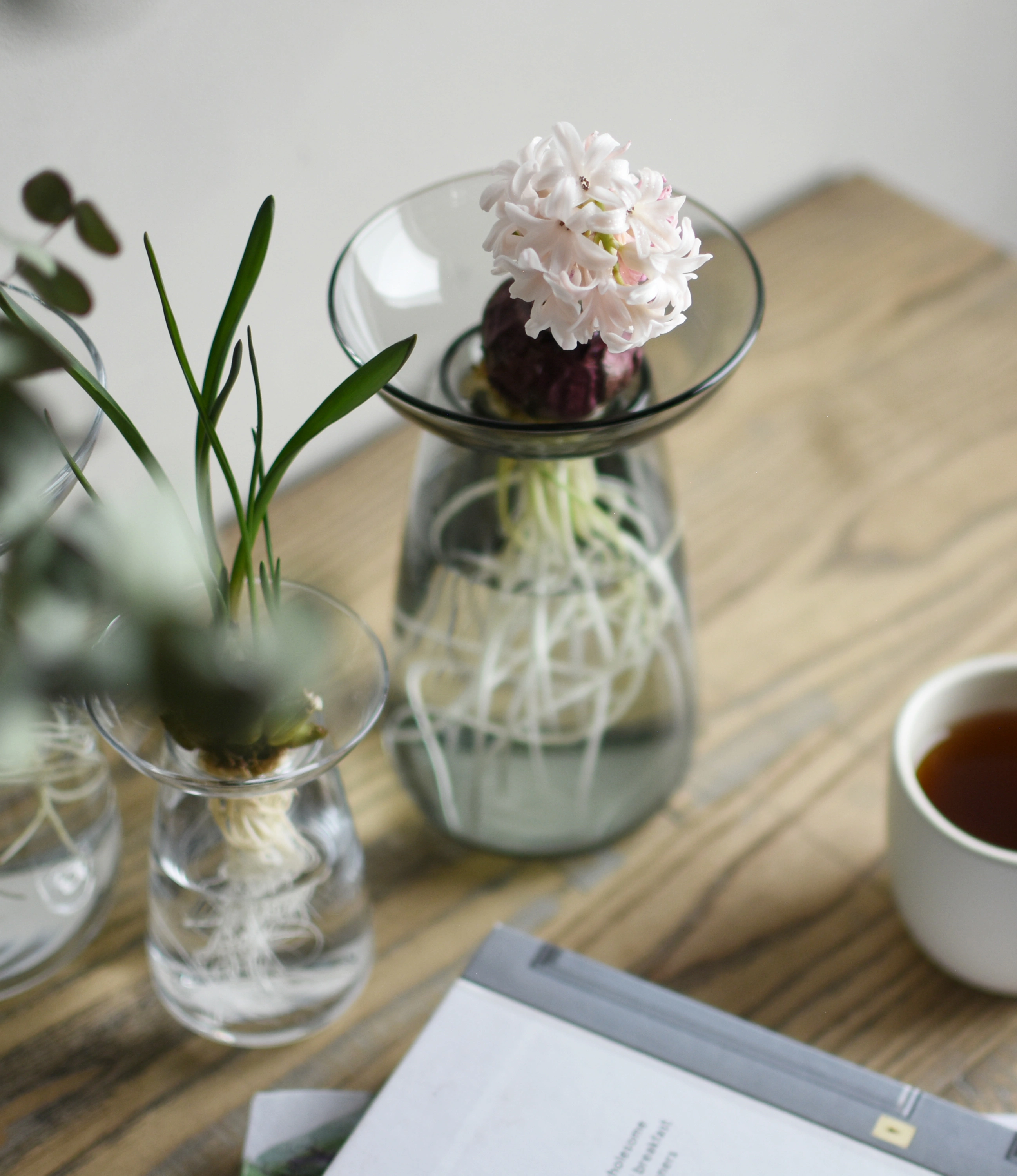 Aqua Culture Vase from Kinto is a vase to grow new plants. The vase consists of two pieces, a base and a dish for the top, which holds the bulbs, seeds or leaves. This variant has a dark, smokey gray color. In this picture the item is in use.