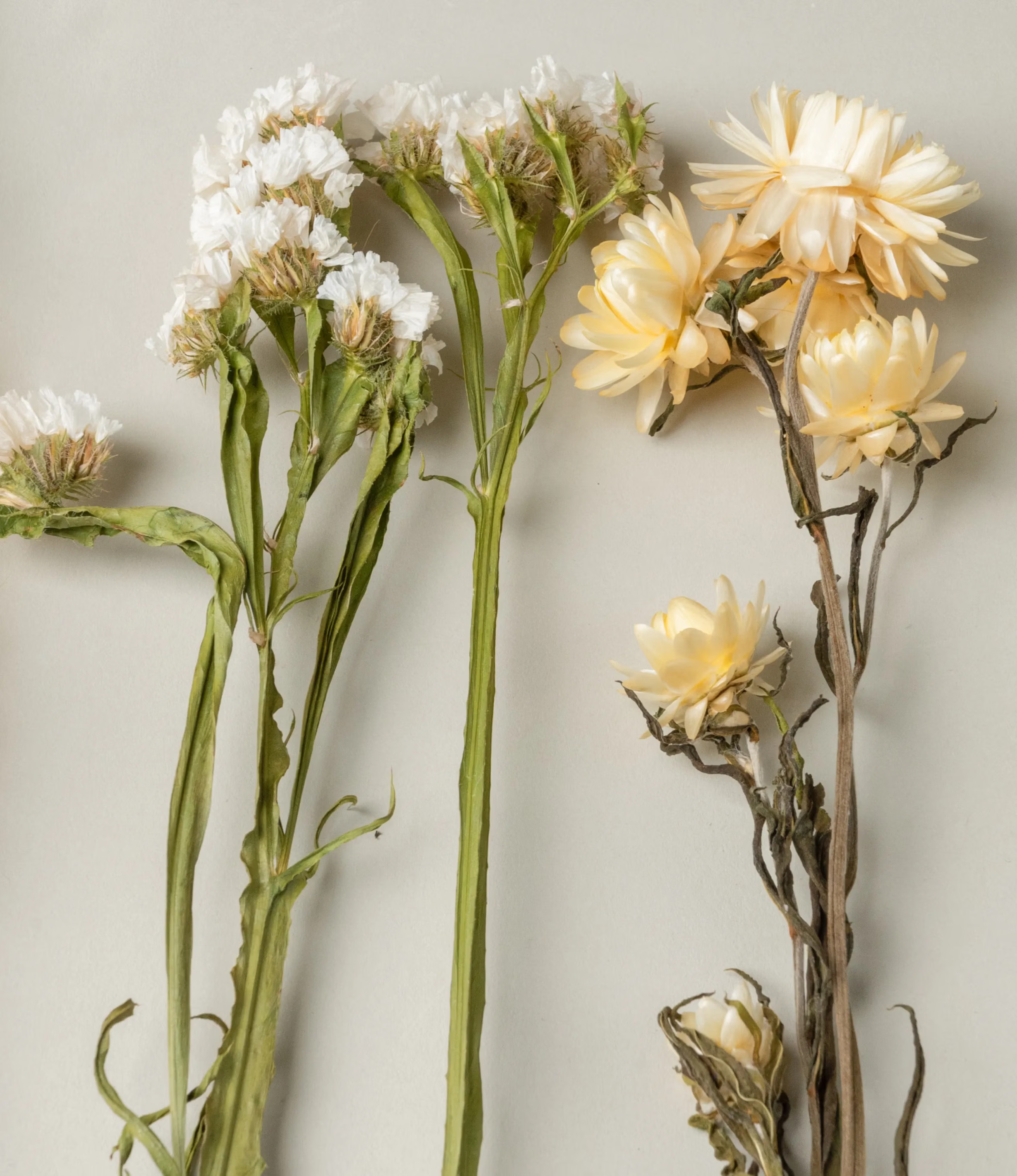 Dried flower bouquet in a neutral color hue. Fits perfectly any vase in any color. This picture shows the details of the flowers from close.